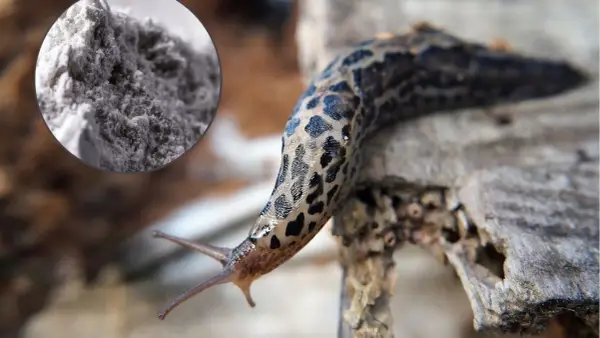 Mączka bazaltowa na ślimaki – naturalny sposób na ochronę ogrodu przed szkodnikami.