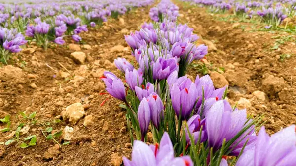 Campos de azafrán morado, con gotas de rocío, en la ruta del azafrán.