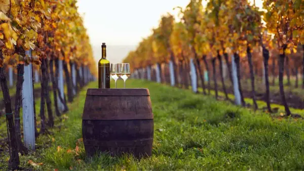 Una bottiglia e due calici di vino bianco su una botte in un vigneto toscano al tramonto, tra filari di viti dai colori autunnali. Un invito a gustare i famosi vini toscani.