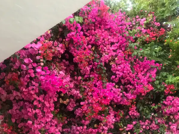 Un muro cubierto de flores vibrantes, un espectáculo cuando florece la buganvilla, con tonos rosados y fucsias intensos.