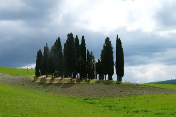 Cipressi iconici su una collina vicino a San Quirico d'Orcia, con cielo nuvoloso e campi verdi.