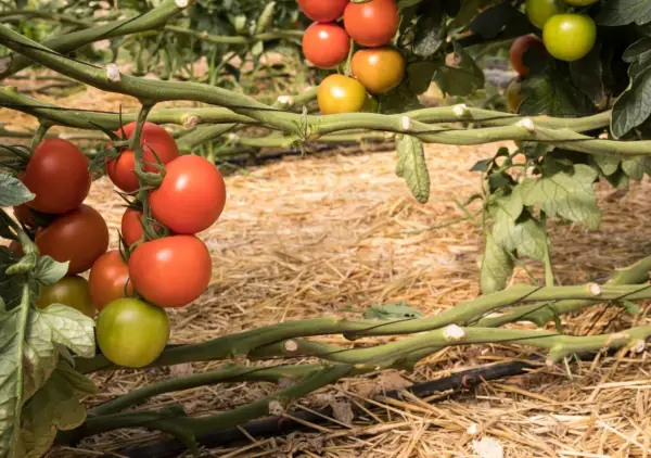 Tomates madurando en la planta, listos para cosechar. Es un buen momento para pensar qué plantar en junio y disfrutar de tus propias cosechas.