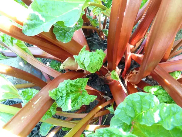 Gros plans sur les tiges rouges et les jeunes feuilles vertes d'un plant de semis rhubarbe, promettant une récolte savoureuse.