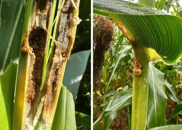 Close-up of a corn stalk hollowed out by a corn borer larva. Another image shows damage to the stalk and leaves, with evidence of the pest.