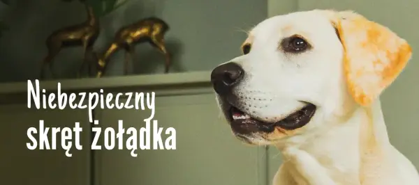 Skręt żołądka u psa: Ratuj! Objawy i co robić przed weterynarzem