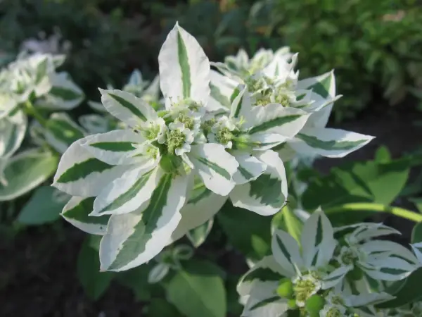 Kwiaty Euphorbia 'Diamond Frost' zachwycają bielą i zielenią.