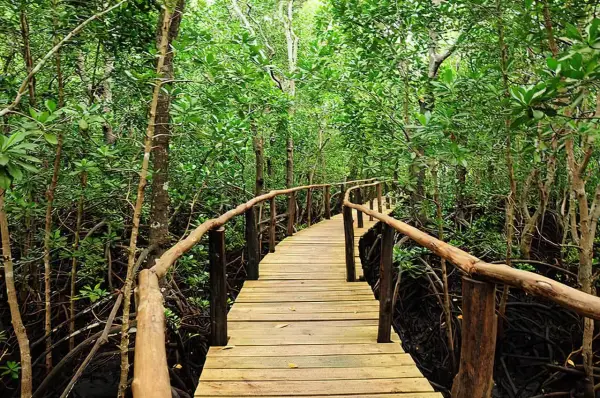 Jozani Forest - praktyczne wskazówki jak zwiedzić serce Zanzibaru