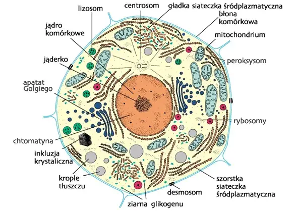 Co to jest komórka w biologii? Definicja, funkcje i przykłady prosto wyjaśnione
