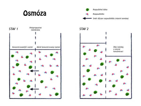 Co to osmoza w biologii? Kluczowy proces, który musisz znać