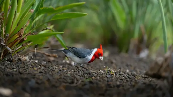 Niezwykła przyroda Hawajów - wszystko o fascynującej faunie i florze