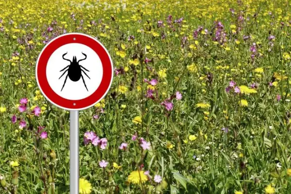 Jakich zapachów nie lubią kleszcze? Naturalne sposoby na ochronę przed pasożytami