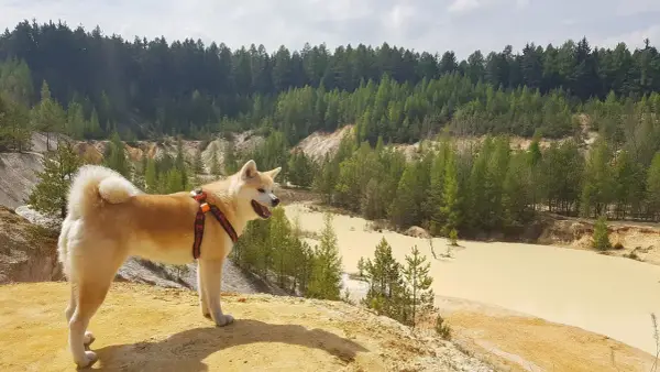 Jak długo żyje akita inu? Poznaj kluczowe czynniki wpływające na życie psa
