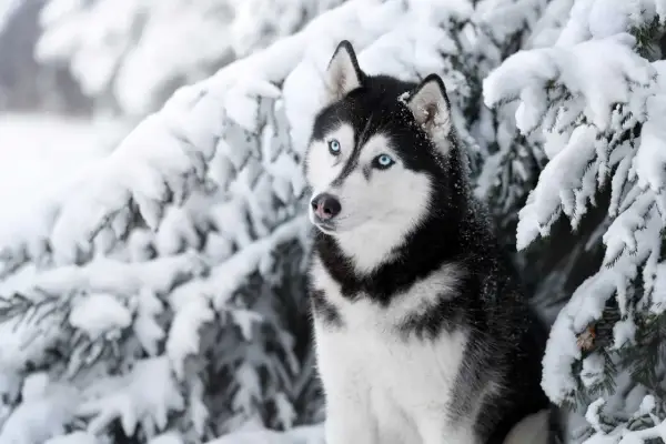 Ile kosztuje husky z rodowodem? Poznaj ceny i ważne czynniki