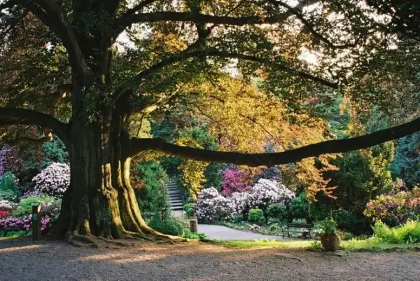 Kiedy jechać do arboretum Wojsławice, aby nie przegapić kwitnienia?