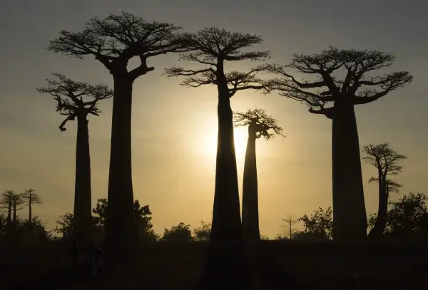 Madagaskar kiedy jechać: najlepszy czas na niezapomnianą podróż