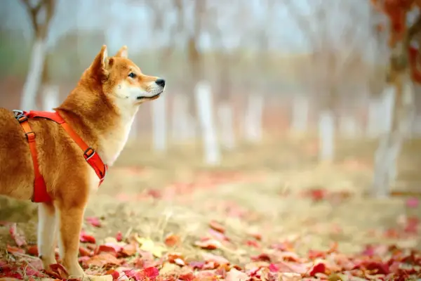 Akita Inu czy Shiba Inu - porównanie ras, które wybierzesz?