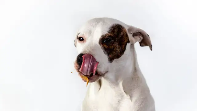 Perro blanco con manchas marrones, lamiéndose la boca con una sustancia pegajosa. ¿Por qué los perros se comen la caca? ¡Este perro parece tener una respuesta!