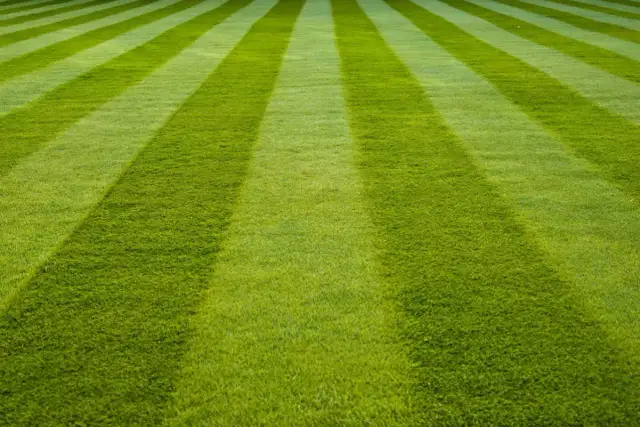Idealnie przystrzyżona trawa wimbledon, lśniąca w słońcu, gotowa na wielkie emocje.