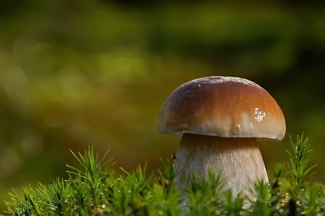 Gdzie na grzyby z noclegiem? Odkryj najlepsze miejsca w Polsce!