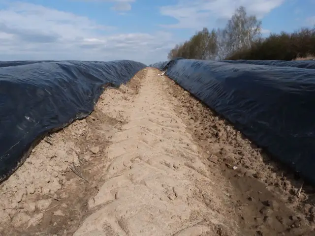 Jaki nawóz pod szparagi? Odkryj sekrety skutecznego nawożenia