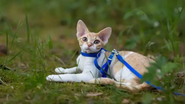 Jak dbać o kocięta Devon Rex - cechy, pielęgnacja i adopcja
