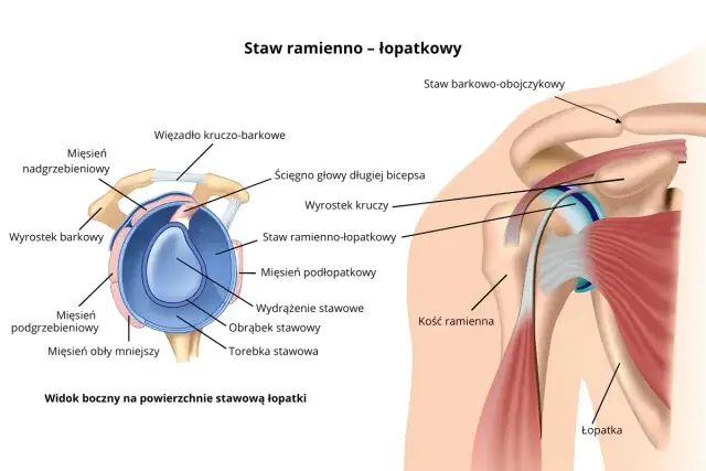 Anatomia stawu ramienno-łopatkowego, ilustracja przedstawia struktury takie jak ścięgno bicepsa, więzadła i mięśnie, które mogą ulec uszkodzeniu typu SLAP.