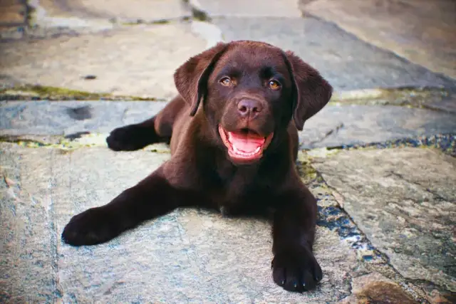 Czy labrador uczula? Odkryj, co musisz wiedzieć przed zakupem psa