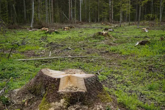 Kupa świeżo ściętych pni drzew w lesie, z widocznymi śladami wycinki.