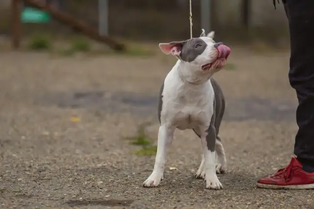 Uroczy amstaff miniaturka na smyczy, oblizuje pyszczek, patrząc na swojego pana.