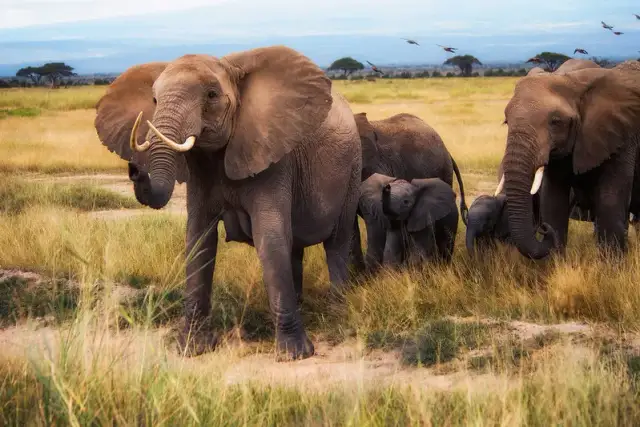 Kenia kiedy jechać - najlepszy czas na safari i plażowanie