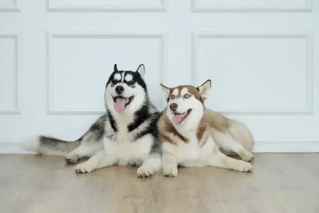 Ile kosztuje husky syberyjski? Sprawdź ceny i uniknij ukrytych kosztów!