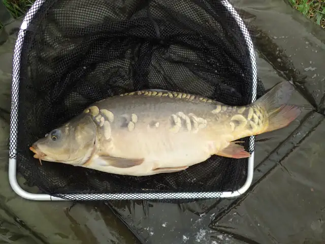 Karp leży w podbieraku, gotowy do powrotu do wody. To piękna ryba, złowiona na wędkę.