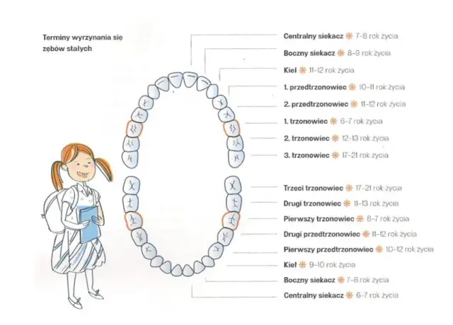 Ilustracja przedstawia schemat zębów stałych z podziałem na rodzaje i wiek wyrzynania, obok uśmiechniętej dziewczynki z plecakiem.