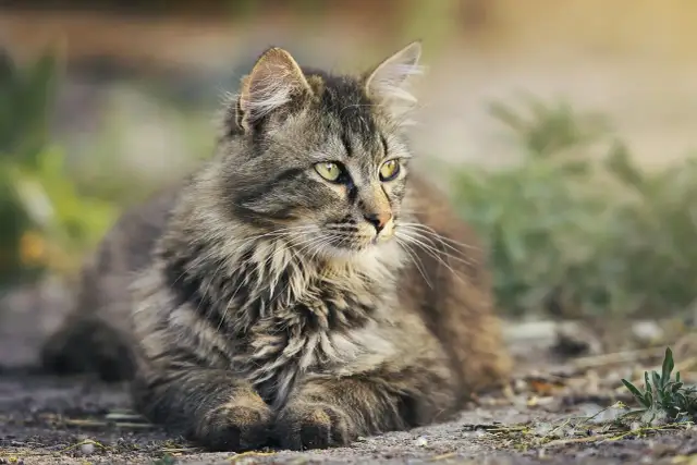 Puszysty kot o zielonych oczach leży na ziemi, zastanawiając się, ile kot ma żyć.