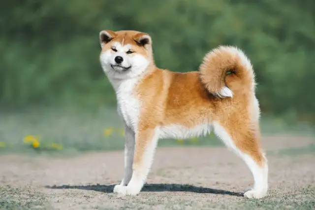 Akita Inu: Co jeść? Dieta idealna dla zdrowia i długiego życia psa