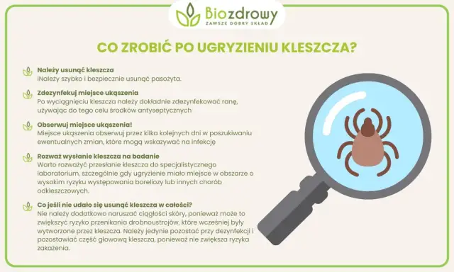 Ugryzienie kleszcza: kiedy do lekarza, aby uniknąć poważnych problemów