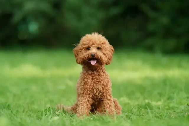 Dorosły maltipoo - jak wygląda i jaki ma charakter naprawdę?