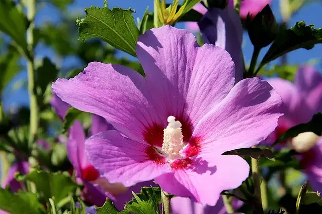 Hibiskus do herbaty? Tylko ketmia szczawiowa! Właściwości i parzenie