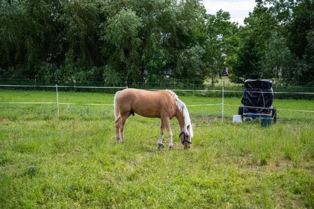 Jak podłączyć pastuch elektryczny dla koni - Schemat i częste błędy