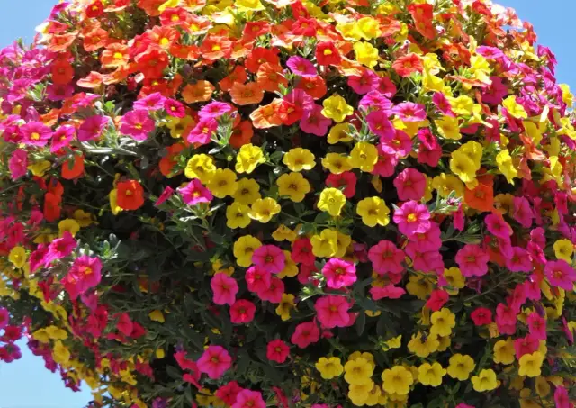 Calibrachoa - Jak dbać o milion dzwonków, by kwitły całe lato?