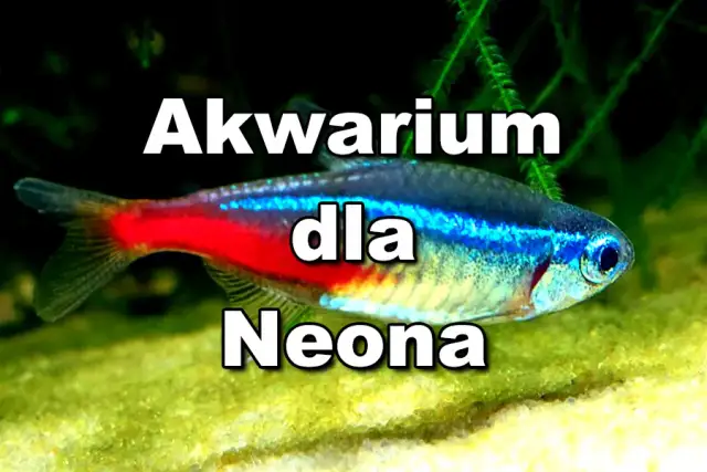 Jakie podłoże do akwarium z neonkami zapewni zdrowe ryby?