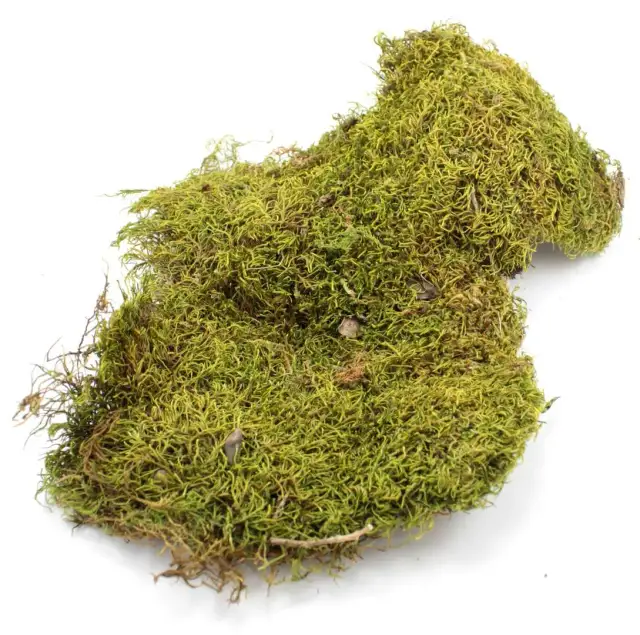 Jak przygotować mech do terrarium, aby uniknąć problemów z pleśnią