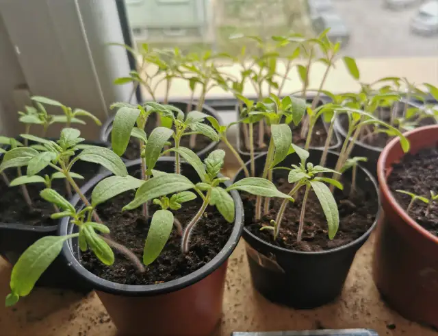 Młode sadzonki pomidorów w doniczkach, gotowe do przesadzenia. Czas, kiedy pikujemy pomidory, to ważny etap w ich uprawie.