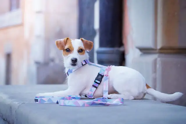 Uroczy szczeniak Jack Russell Terrier w pastelowych szelkach Guard, gotowy na spacer.