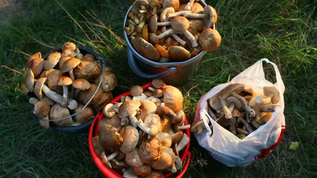 Pełne wiadra i torba grzybów po wyprawie gdzie na grzyby z noclegiem.