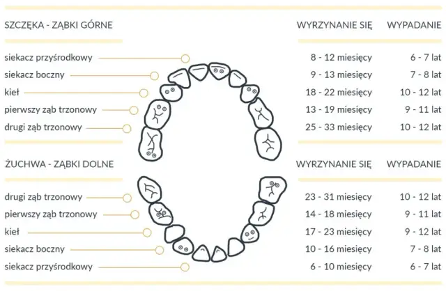 Ile zębów ma człowiek? Od mlecznych do stałych poznaj fakty