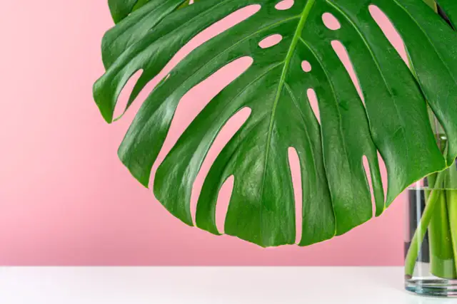 Monstera: Jak dbać o idealne liście? Kompleksowy przewodnik