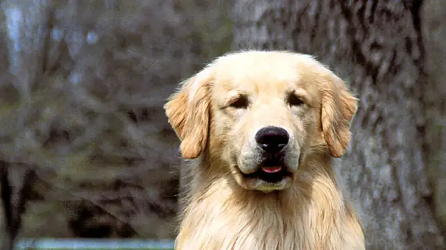 Jak często kąpać golden retrievera, aby uniknąć problemów ze skórą?