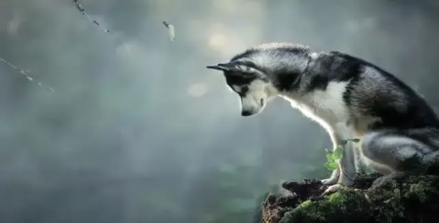 Czy husky szczeka? Odkryj ich niezwykłe dźwięki i zachowanie