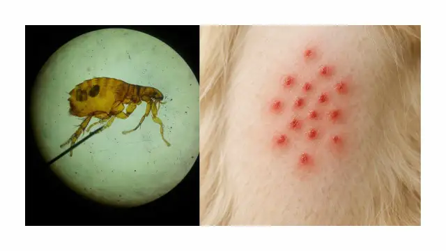 Un insecto microscópico, parecido a las pulgas, y una erupción roja en la piel de un animal.